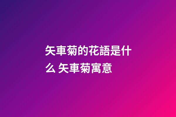矢車菊的花語是什么 矢車菊寓意